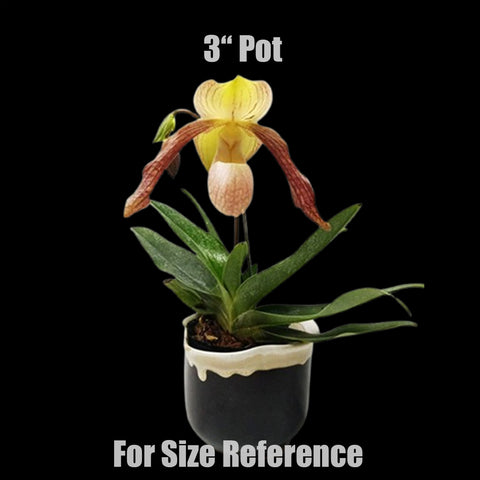 [Bare-root]Paph. Gloria Naugle x hangianum 紅國王x番薯 [Wishlist]