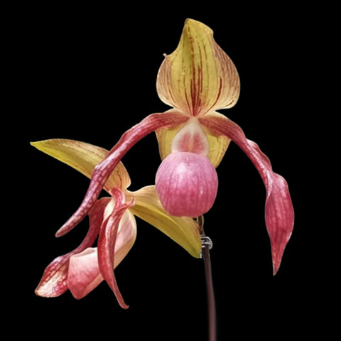 [Bare-root]Paph. Gloria Naugle x hangianum 紅國王x番薯 [Wishlist]
