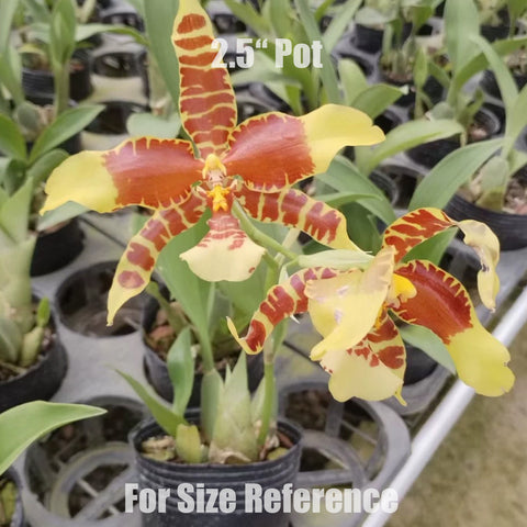 [Bare-Root]Rossioglossum Rawdon Jester 大黃蜂 [Wishlist]