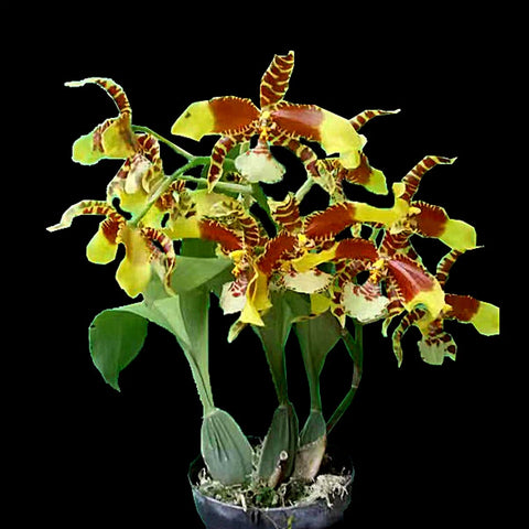 [Bare-Root]Rossioglossum Rawdon Jester 大黃蜂 [Wishlist]