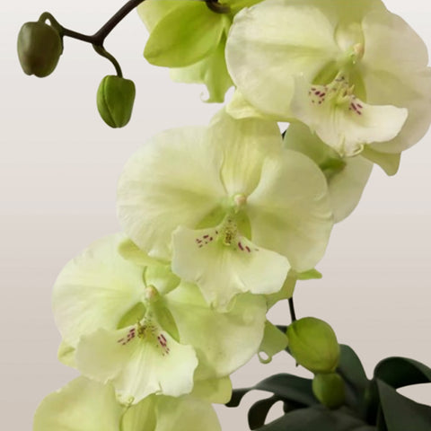 [Bare-root]Phal. Dreamwood 幻境森林之子 [Wishlist]