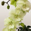 [Bare-root]Phal. Dreamwood 幻境森林之子 [Wishlist]