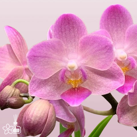 [Bare-root]Phal. Apricot Pinky 'Baby's Breath' 桃之夭夭 [Wishlist]