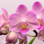 [Bare-root]Phal. Apricot Pinky 'Baby's Breath' 桃之夭夭 [Wishlist]