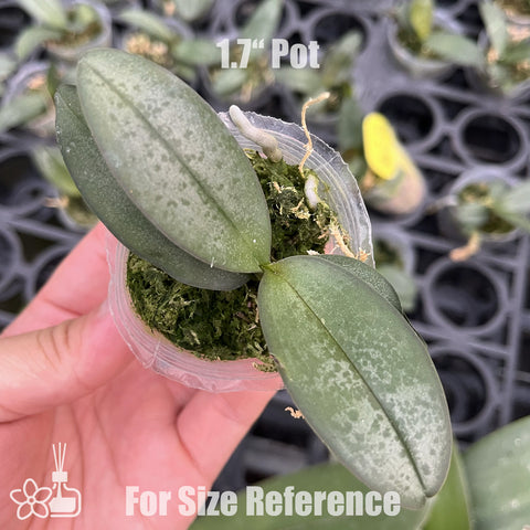 [Bare-root]Phal. Apricot Pinky 'Baby's Breath' 桃之夭夭 [Wishlist]