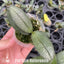 [Bare-root]Phal. Apricot Pinky 'Baby's Breath' 桃之夭夭 [Wishlist]