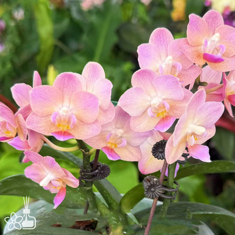 [Bare-root]Phal. Apricot Pinky 'Baby's Breath' 桃之夭夭 [Wishlist]
