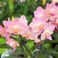 [Bare-root]Phal. Apricot Pinky 'Baby's Breath' 桃之夭夭 [Wishlist]