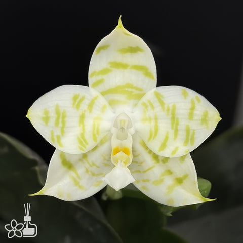 [Bare-root]Phal. Mituo white tiger 彌陀白虎 [Wishlist]