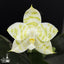 [Bare-root]Phal. Mituo white tiger 彌陀白虎 [Wishlist]