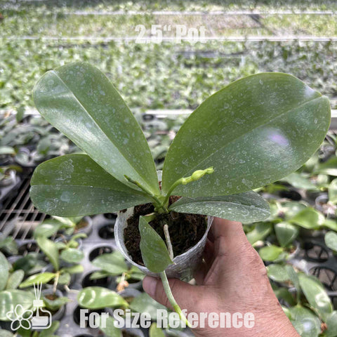 [Bare-root]Phal.(Mituo Prince x Tzu Chiang Tetralitz) ‘Caramel macchiato’ 焦糖瑪其朵 [Wishlist]