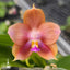 [Bare-root]Phal.(Mituo Prince x Tzu Chiang Tetralitz) ‘Caramel macchiato’ 焦糖瑪其朵 [Wishlist]