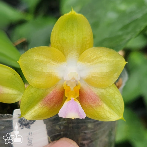 [Bare-root]Phal. Joy Spring Canary 雅風春雀 [Wishlist]