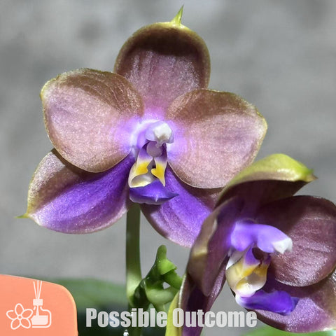[Bare-root]Phal.(LLBlue Family X LD Avatar 'Blue Memory')  [Wishlist]