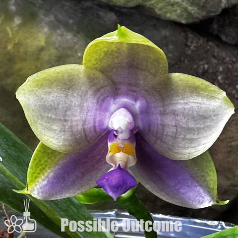 [Bare-root]Phal.(LLBlue Family X LD Avatar 'Blue Memory')  [Wishlist]