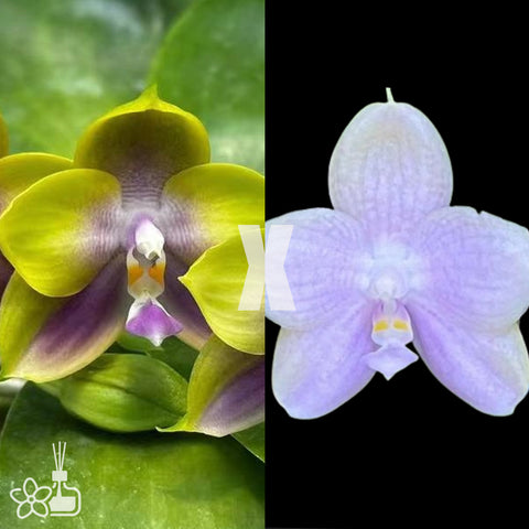[Bare-root]Phal.(LLBlue Family X LD Avatar 'Blue Memory')  [Wishlist]