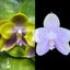 [Bare-root]Phal.(LLBlue Family X LD Avatar 'Blue Memory')  [Wishlist]