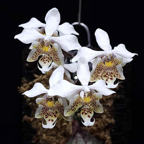 [Bare-root]Phal. stuartiana ‘Twist’ 扭瓣白史 [Wishlist]
