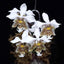 [Bare-root]Phal. stuartiana ‘Twist’ 扭瓣白史 [Wishlist]