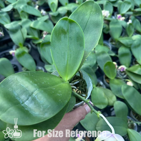 [Bare-root]Phal. BT Little Dragon Girl 小龍女 [Wishlist]