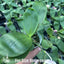 [Bare-root]Phal. BT Little Dragon Girl 小龍女 [Wishlist]