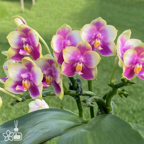 [Bare-root]Phal. BT Little Dragon Girl 小龍女 [Wishlist]