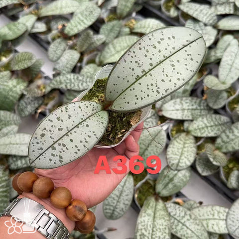 [Bare-root]Phal. (schilleriana 'Flowing Silver' x schilleriana 'Ice Crystal') 流水銀x冰晶  [Wishlist]