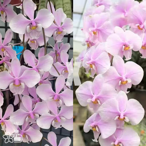 [Bare-root]Phal. (schilleriana 'Flowing Silver' x schilleriana 'Ice Crystal') 流水銀x冰晶  [Wishlist]