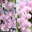 [Bare-root]Phal. (schilleriana 'Flowing Silver' x schilleriana 'Ice Crystal') 流水銀x冰晶  [Wishlist]