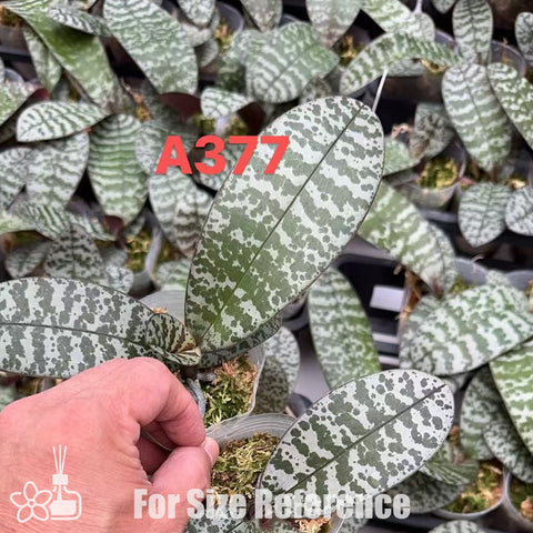 [Bare-root] Phal. (stuartiana 'Snow' X schilleriana 'Veinred Red Bunny') 白雪史x脈紋小紅兎西   [Wishlist]