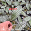 [Bare-root] Phal. (stuartiana 'Snow' X schilleriana 'Veinred Red Bunny') 白雪史x脈紋小紅兎西   [Wishlist]