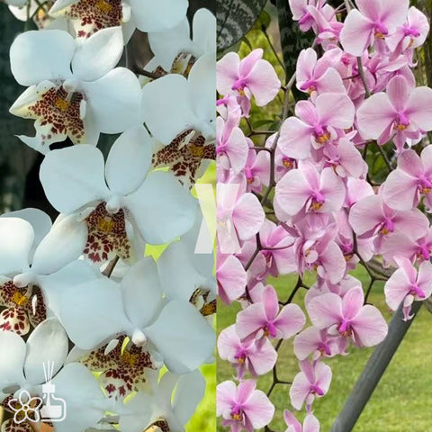 [Bare-root] Phal. (stuartiana 'Snow' X schilleriana 'Veinred Red Bunny') 白雪史x脈紋小紅兎西   [Wishlist]