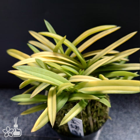 [Bare-root]Neofinetia (V.) falcata 'kinroukaku' 金楼閣 [Neo Preorder]