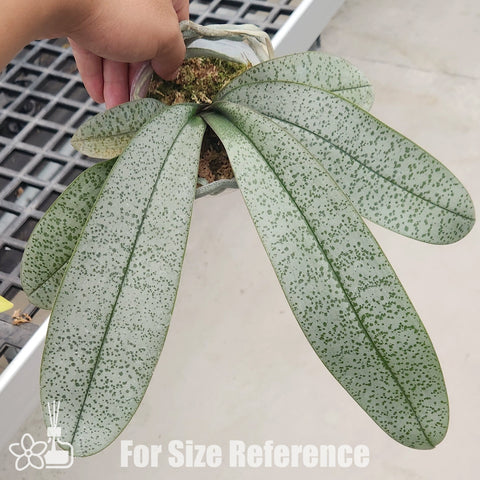 [Bare-root] Phal. schilleriana ’BT Polar Bear‘ 大樹北極熊 [Wishlist]