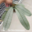 [Bare-root] Phal. schilleriana ’BT Polar Bear‘ 大樹北極熊 [Wishlist]