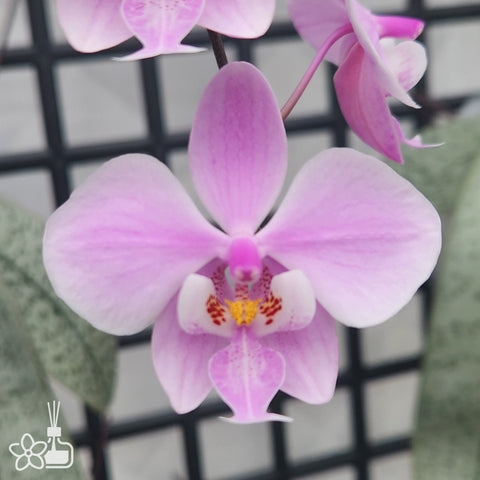 [Bare-root] Phal. schilleriana ’BT Polar Bear‘ 大樹北極熊 [Wishlist]