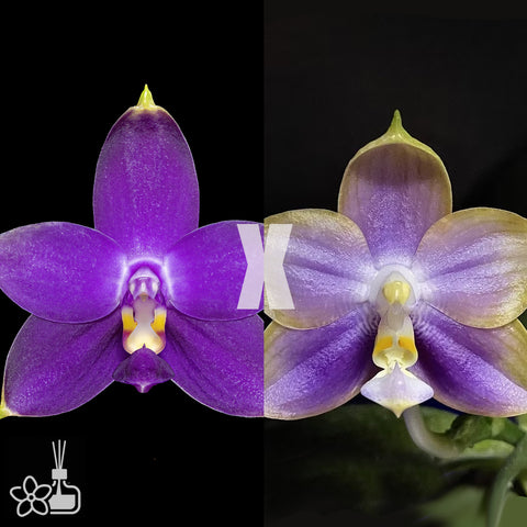 [Bare-root]Phal. Yaphon Blue Bird x Mituo Relflex Dragon’Blue#2′  [Oct Preorder 25]