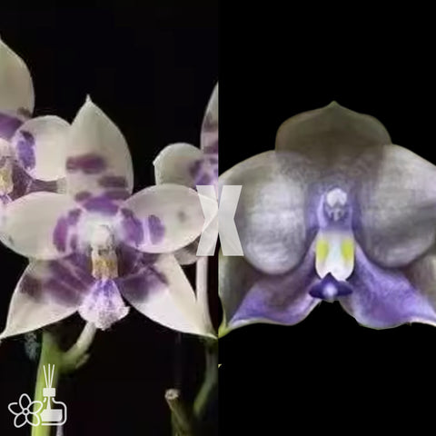 [Bare-root]Phal.LL Blue Magpie x Yin's Dream of Blue [Wishlist]