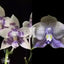 [Bare-root]Phal.LL Blue Magpie x Yin's Dream of Blue [Wishlist]
