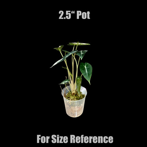 [Bare-root] Alocasia bambino variegated 斑葉小仙女觀音蓮 [Wishlist]