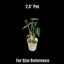 [Bare-root] Alocasia bambino variegated 斑葉小仙女觀音蓮 [Wishlist]