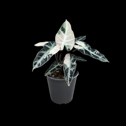 [Bare-root] Alocasia bambino variegated 斑葉小仙女觀音蓮 [Wishlist]