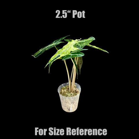 [Bare-root] Alocasia Amazonica Variegated ‘Yellow’ 黃錦大仙女 [Oct Preorder 25]
