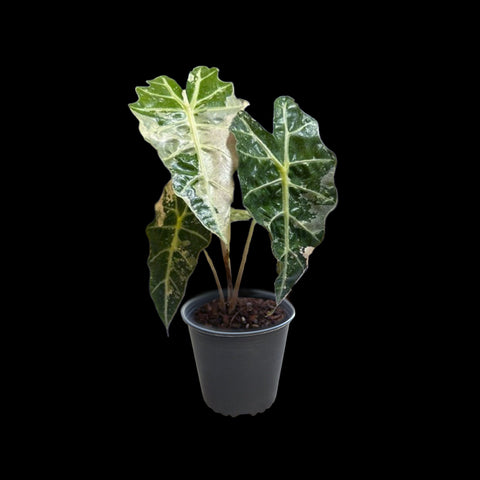 [Bare-root] Alocasia Amazonica Variegated ‘Yellow’ 黃錦大仙女 [Oct Preorder 25]