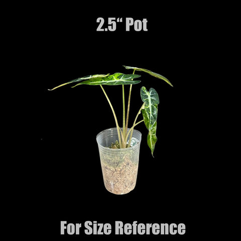 [Bare-root]Alocasia bambino variegated 'Yellow' 黃斑葉小仙女觀音蓮[Oct Preorder 25]