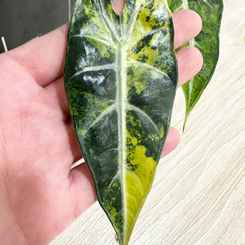 [Bare-root]Alocasia bambino variegated 'Yellow' 黃斑葉小仙女觀音蓮[Oct Preorder 25]