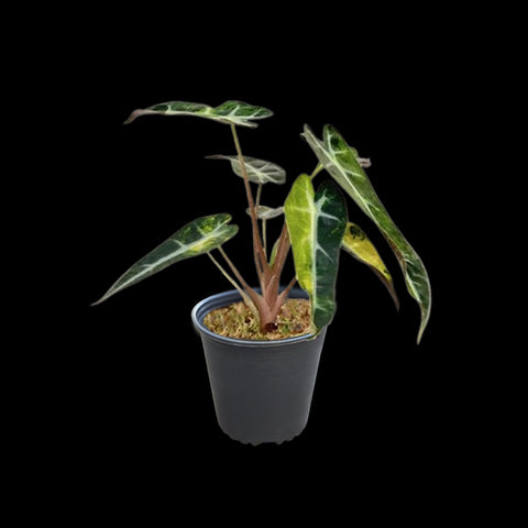 [Bare-root]Alocasia bambino variegated 'Yellow' 黃斑葉小仙女觀音蓮[Oct Preorder 25]