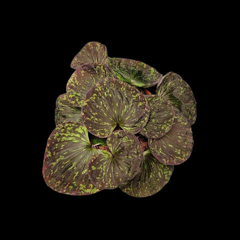 [Bulb]Nervilia plicata 'Varegated' [Sept in stock]