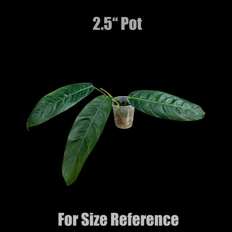 [Bare-root]Philodendron patriciae 派翠西 [Oct Preorder 25]