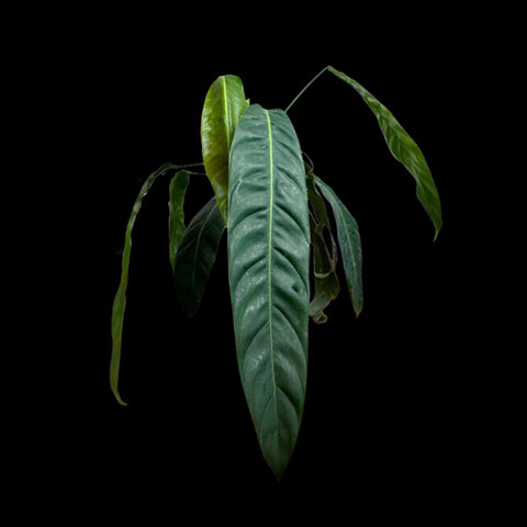 [Bare-root]Philodendron patriciae 派翠西 [Oct Preorder 25]